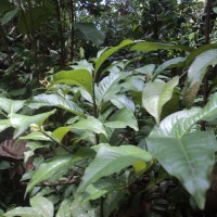 Ardisia lankaensis Kosterm.
